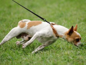 Need To Deal With Dog-related Issues? Read This Article
