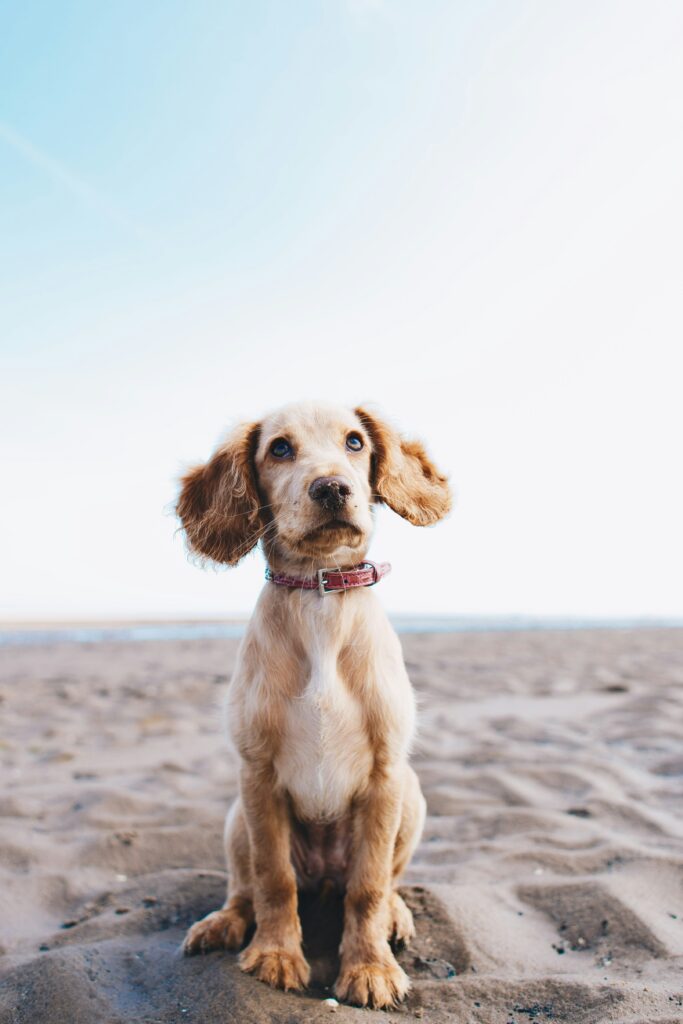 What Is Needed To Obtain A Dog Health Certificate For Travel?